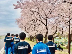 桜並木